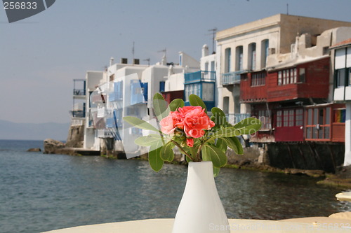 Image of flower in myconos