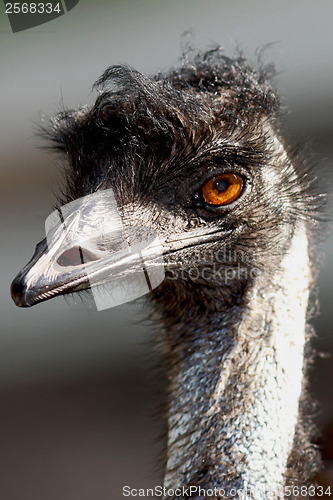 Image of Emu