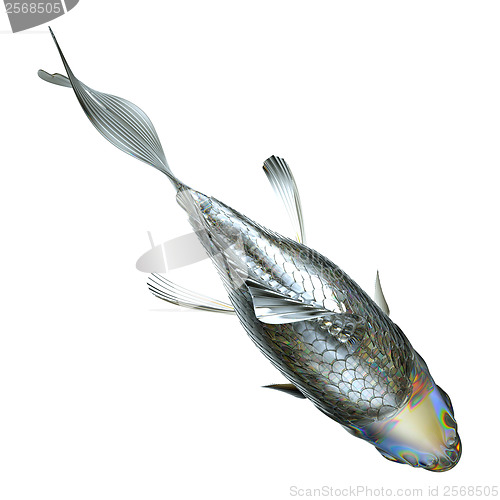 Image of Top view of glass fish isolated 