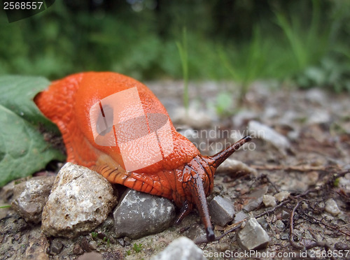 Image of red slug on the ground