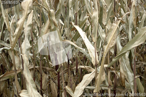 Image of sere corn plants