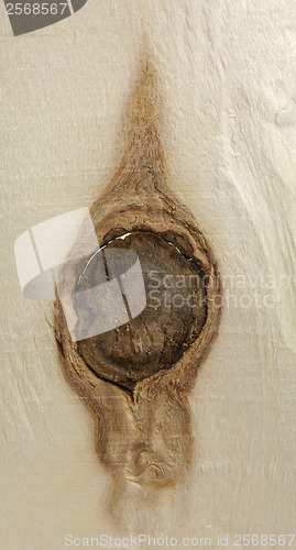 Image of knothole