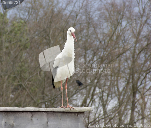 Image of White Stork