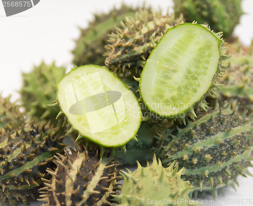 Image of prickly cucumber fruits