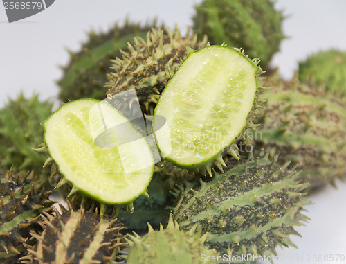 Image of prickly cucumber fruits