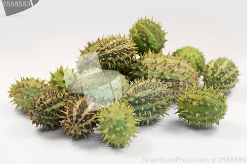Image of prickly cucumber fruits