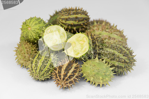 Image of prickly cucumber fruits