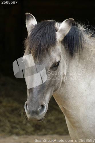 Image of Tarpan portrait