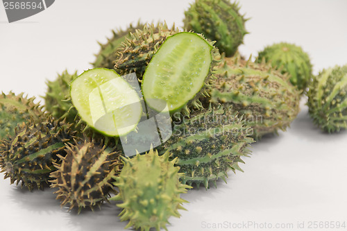 Image of prickly cucumber fruits