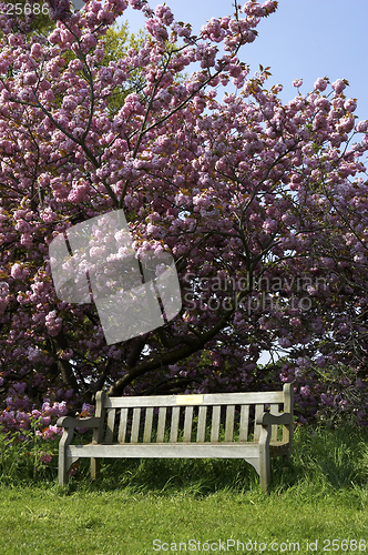 Image of Single empty park bench