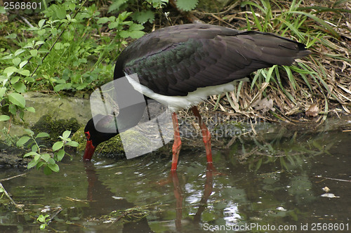 Image of Black Stork wading waterside