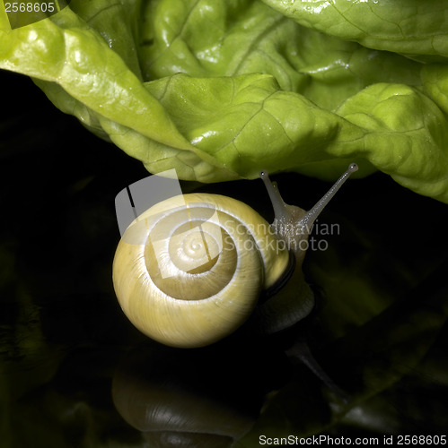 Image of Grove snail and salad