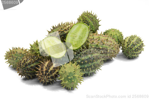 Image of prickly cucumber fruits