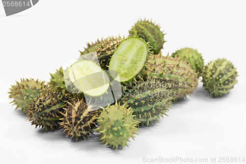 Image of prickly cucumber fruits