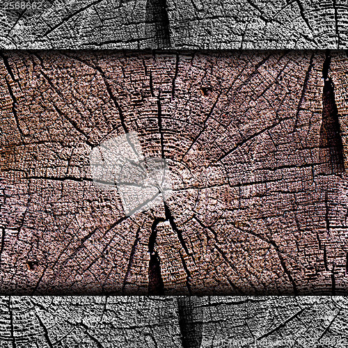 Image of texture oldest tree in context rings background your message wal