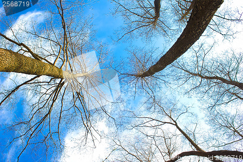 Image of silhouettes of dead trees stretch into blue sky is an unusual ty