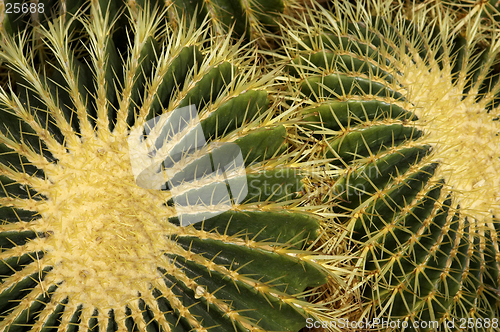 Image of Cactus kew gardens Richmond London uk