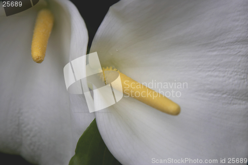 Image of White flower and yellow stamen kew botanical gardens London