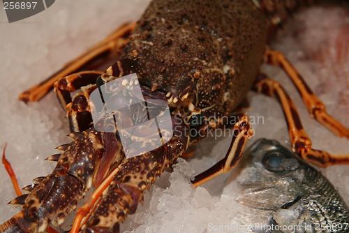 Image of lobster in ice