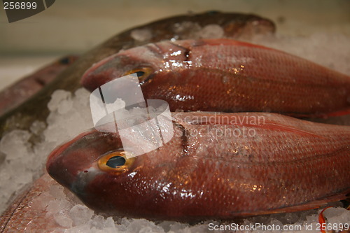 Image of fish in ice