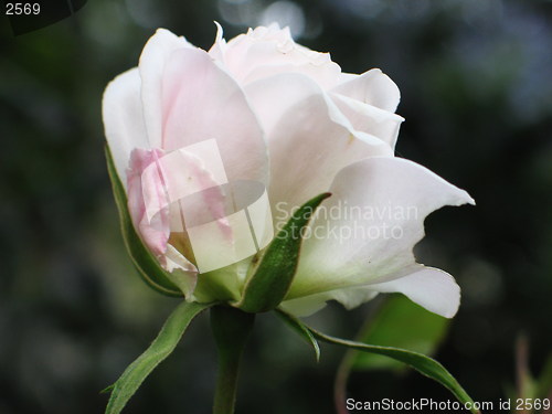 Image of White rose