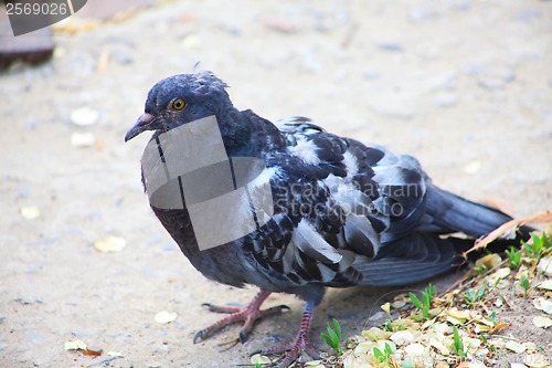 Image of disheveled sick wild dove sitting on the ground