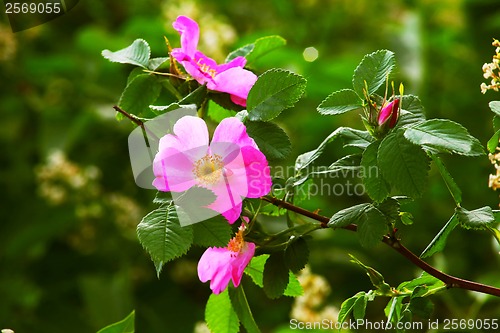 Image of leaves wild rose pink summer flower green background wallpaper