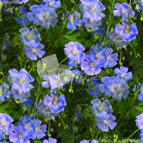 Image of natural seamless forget-me-not blue flower green nature backgrou