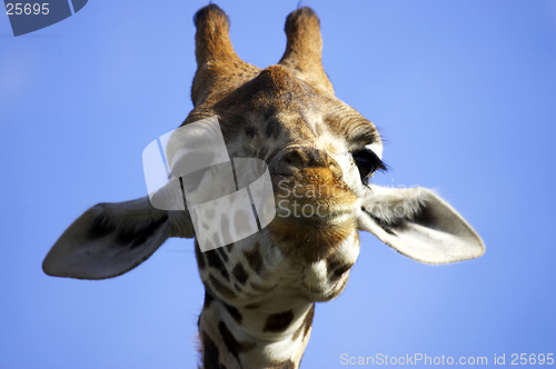 Image of Smiling giraffe