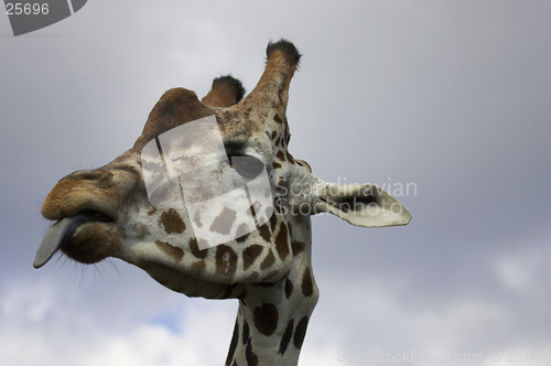 Image of Giraffe sticking tongue out