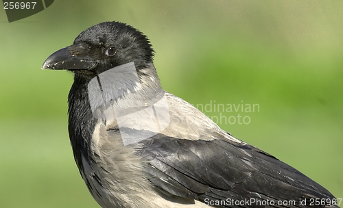 Image of Hooded Crow