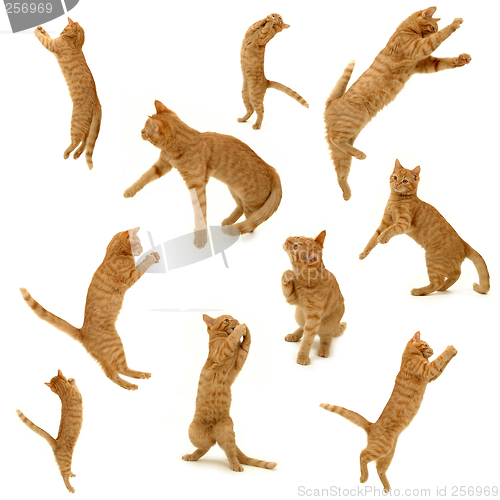 Image of collection of kittens in action