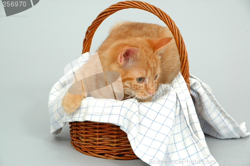 Image of Kitten is playing