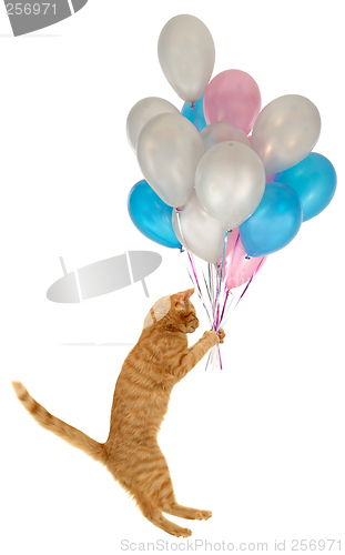 Image of Flying balloon cat