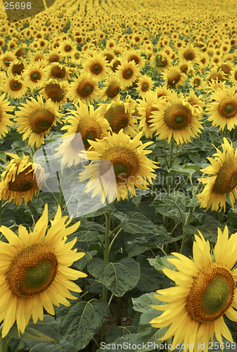 Image of Field of Sunflowers half way through lifecycle