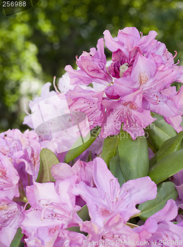 Image of Flowers and vase