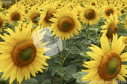 Image of Field of Sunflowers half way through lifecycle