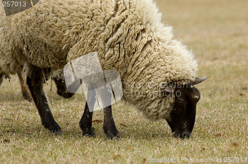 Image of Sheep close up