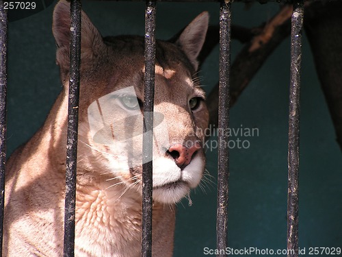 Image of Cougar