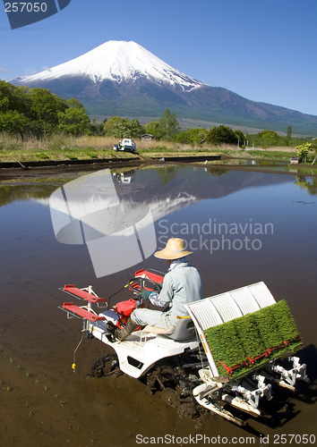 Image of The Rice Planter