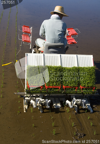 Image of The Rice Planter II