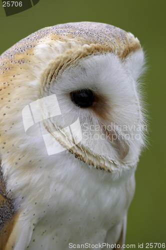Image of Barn owl
