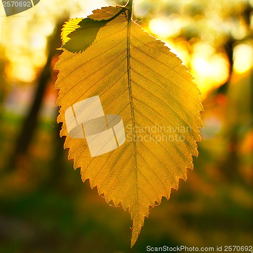 Image of green leaf tree branch evening sunset in the sunlight