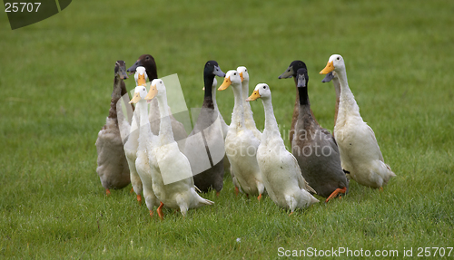 Image of gang of ducks running on grass