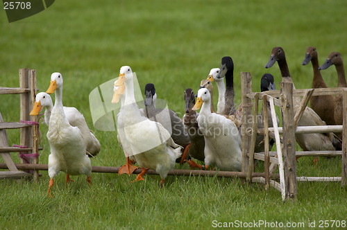 Image of ducks jumping fence