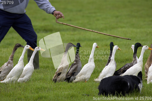 Image of farmer and sheep dog guiding herd of ducks