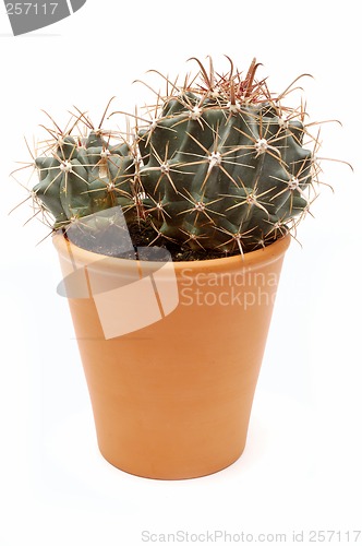 Image of Potted plant. Cactus