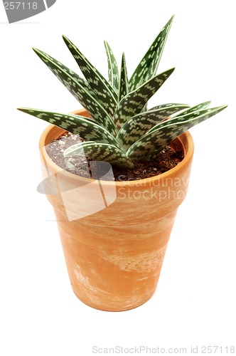 Image of House plant, Aloe