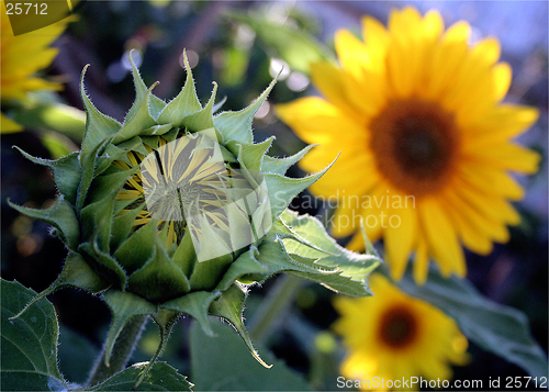 Image of Sunflower in bloom