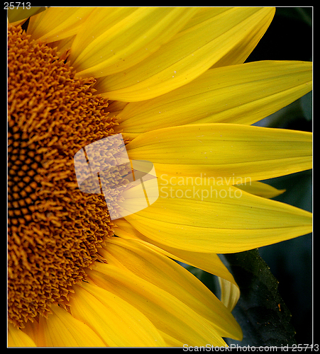 Image of Sunflower